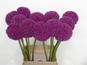 ALLIUM GEANT 100 5 T